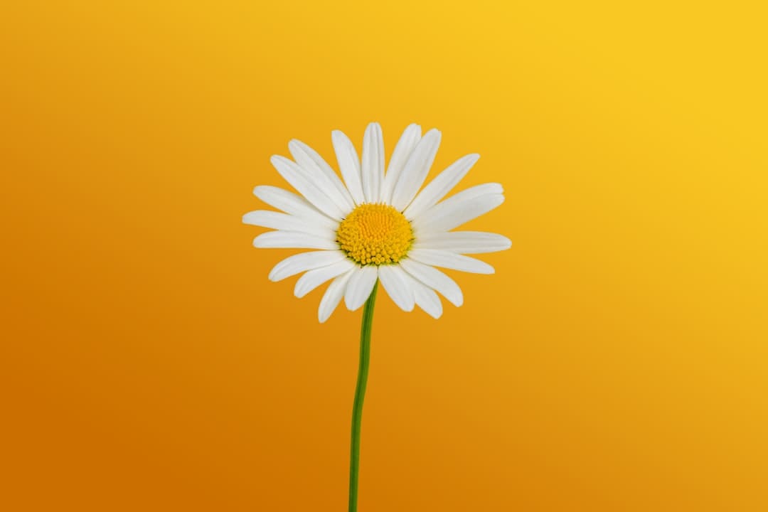 直播间里的“爱情公式”，算得出美好吗